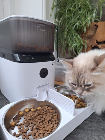 7 dingen die je kat níet mag eten!